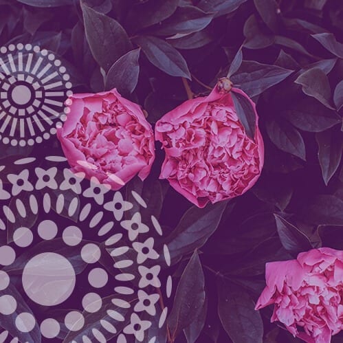 Pink Flowers in leaves